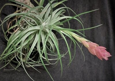Tillandsia stricta (silver) Tillandsia stricta (silver)