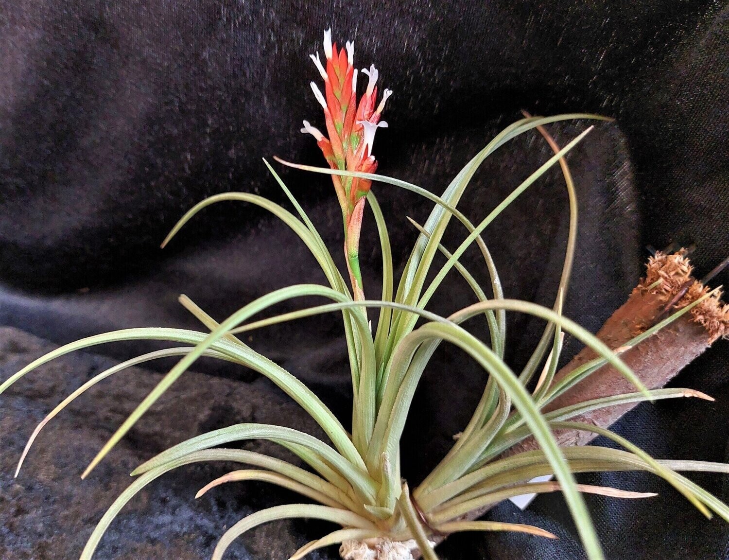 Tillandsia vernicosa Tillandsia vernicosa