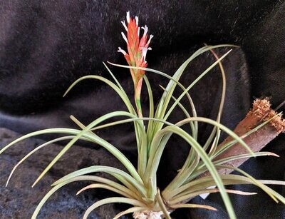 Tillandsia vernicosa Tillandsia vernicosa