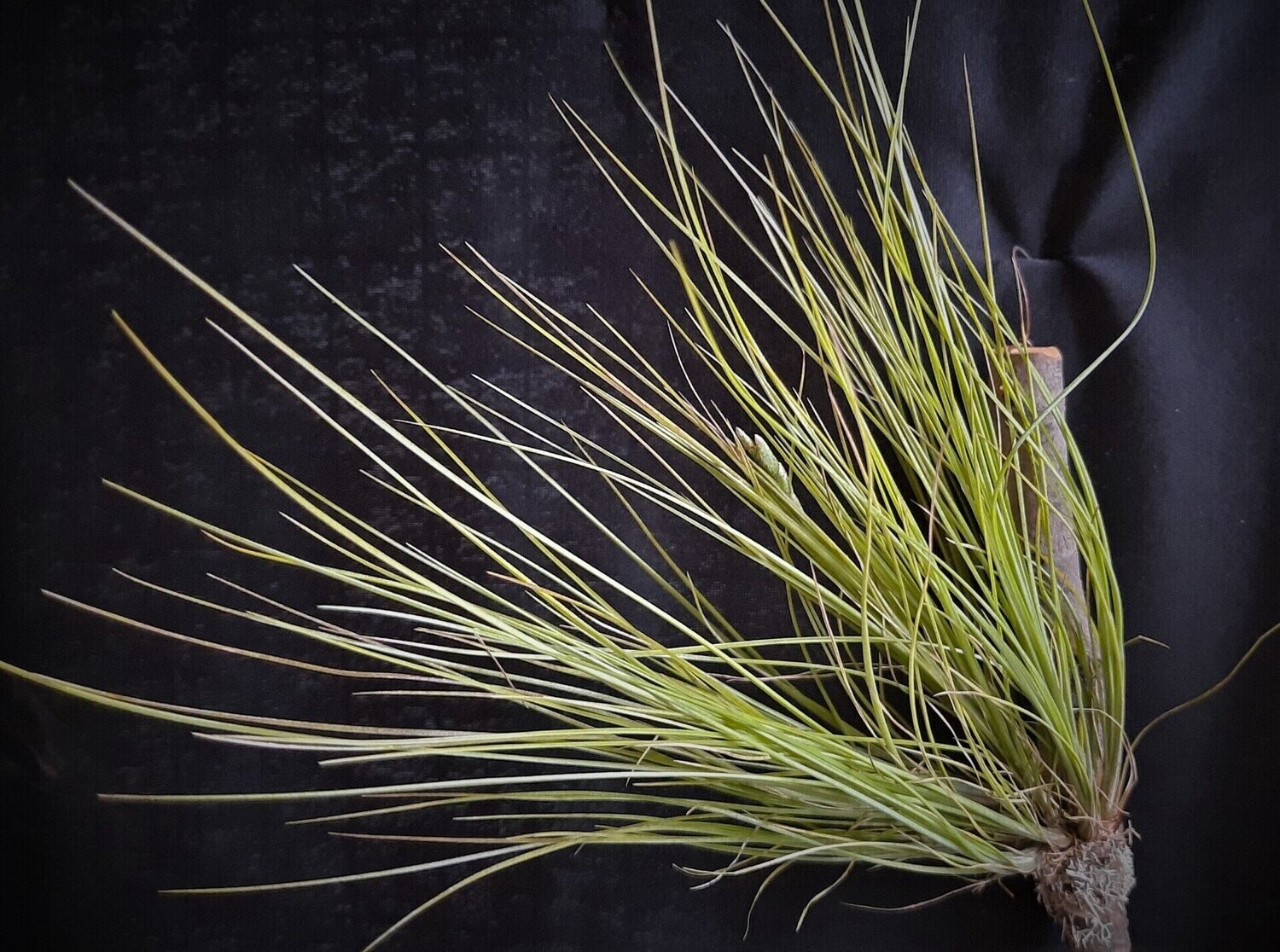 Tillandsia chaetophylla Tillandsia chaetophylla