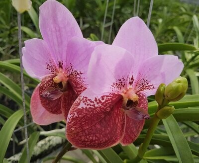 Vanda sanderiana Vanda sanderiana