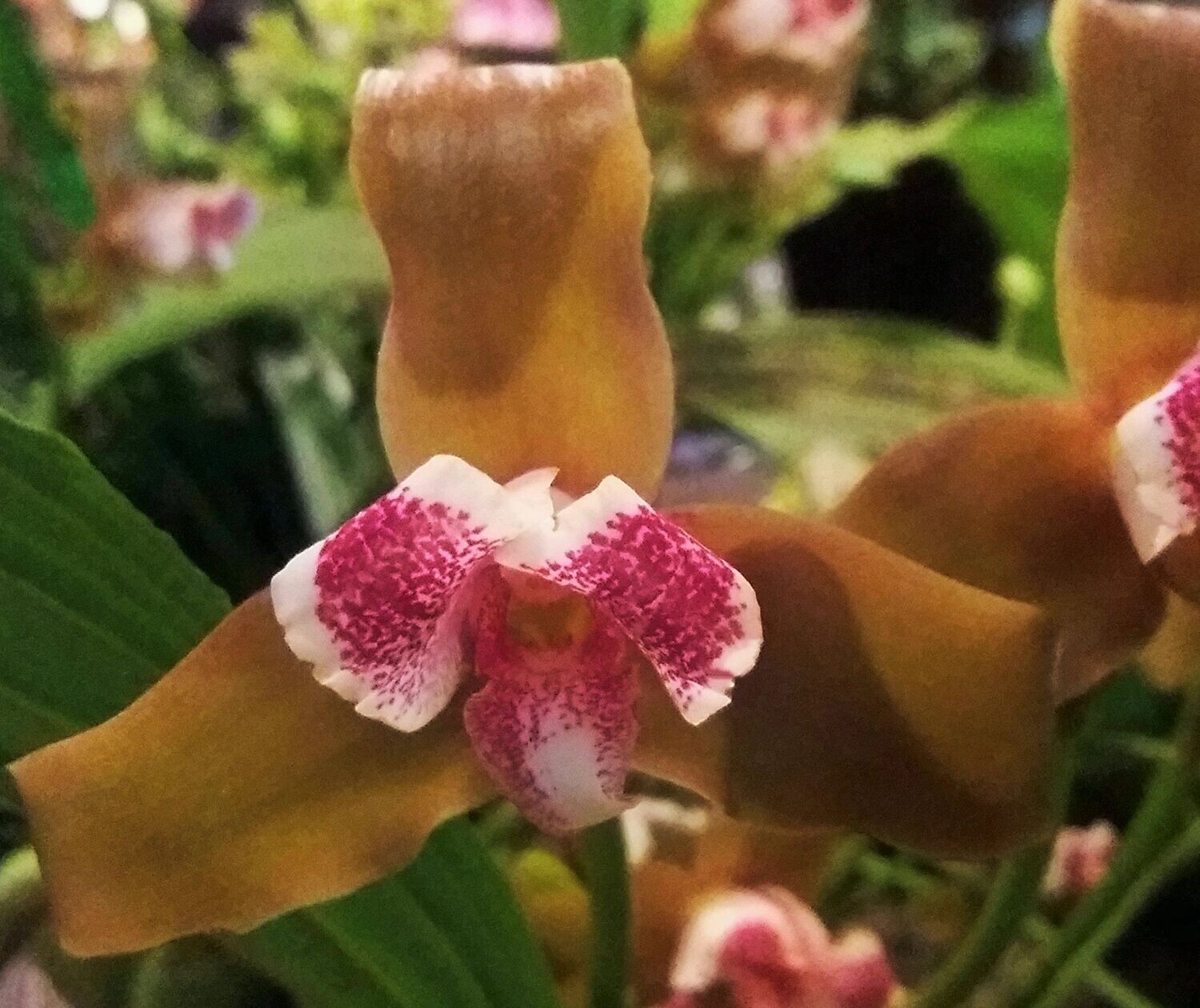 Lycaste dowiana Lycaste dowiana
