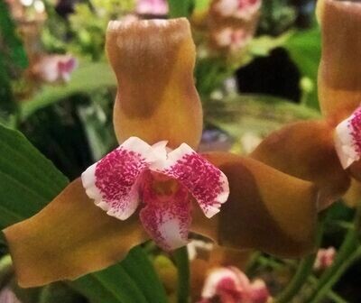 Lycaste dowiana Lycaste dowiana