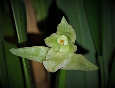 Maxillaria nagelii Maxillaria nagelii