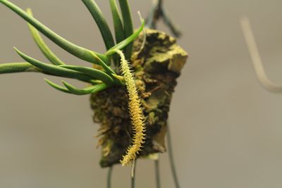 Oberonia myosurus Oberonia myosurus