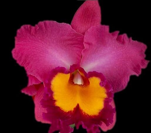 C) Rlc. Phet Wangnamkeaw C) Rlc. Phet Wangnamkeaw