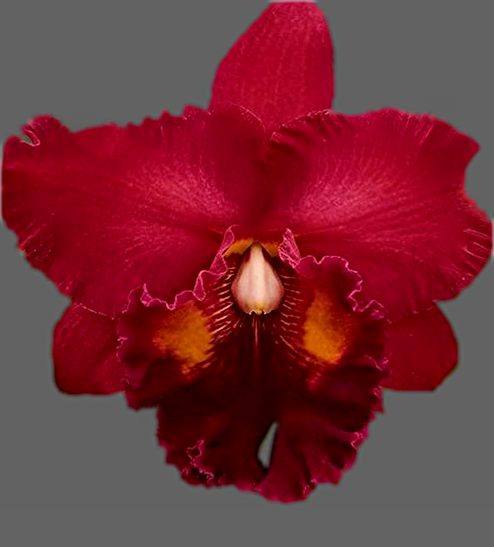 C) Rlc. Nakornchaisri 'Red' C) Rlc. Nakornchaisri 'Red'