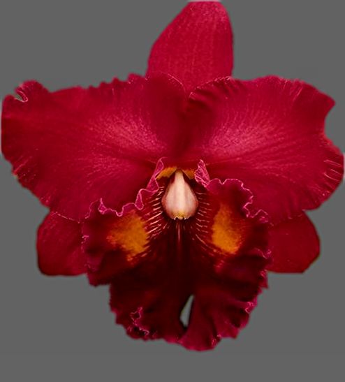 C) Rlc. Nakornchaisri 'Red' C) Rlc. Nakornchaisri 'Red'