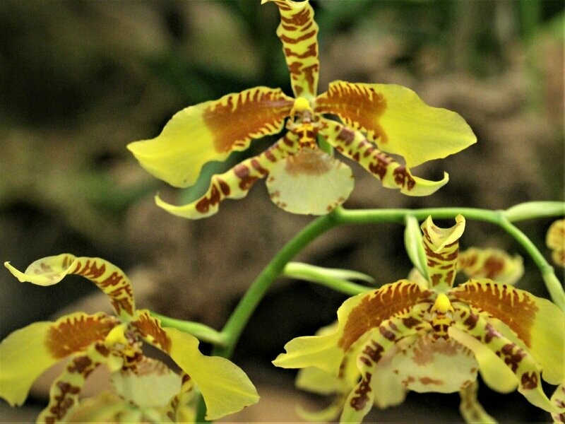 Rossioglossum 'Rawdon Jester'