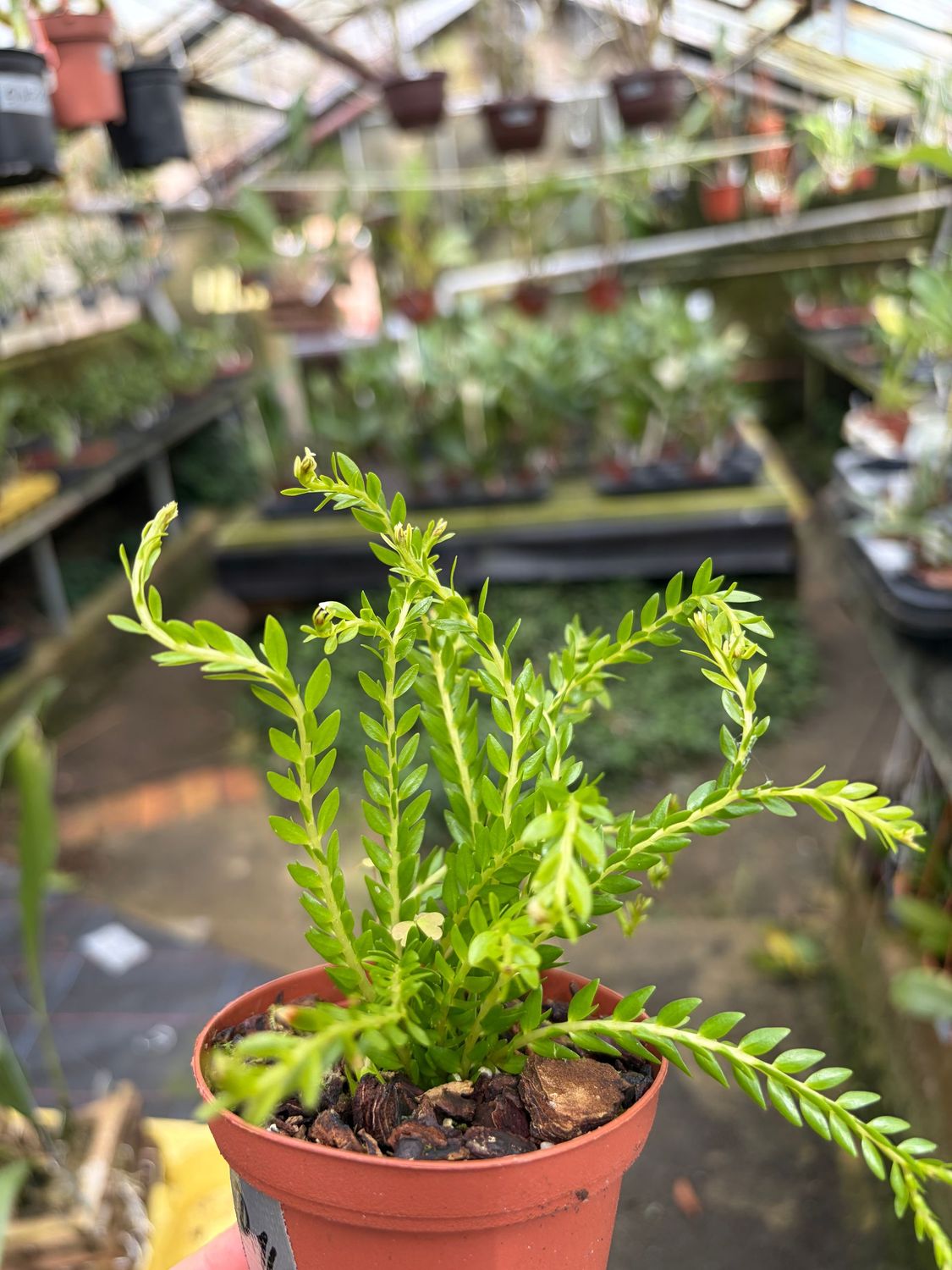 Lycopodium phlegmarioides Lycopodium phlegmarioides