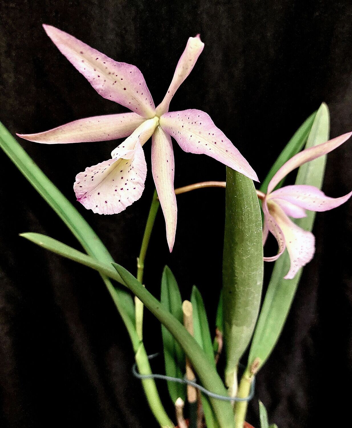 C) Cattleya guttata x C. xanthina x Brassavola nodosa C) Cattleya guttata x C. xanthina x Brassavola nodosa