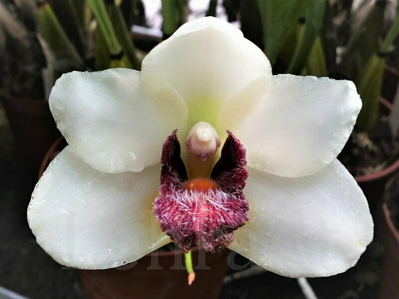 Bifrenaria harrisoniae Bifrenaria harrisoniae