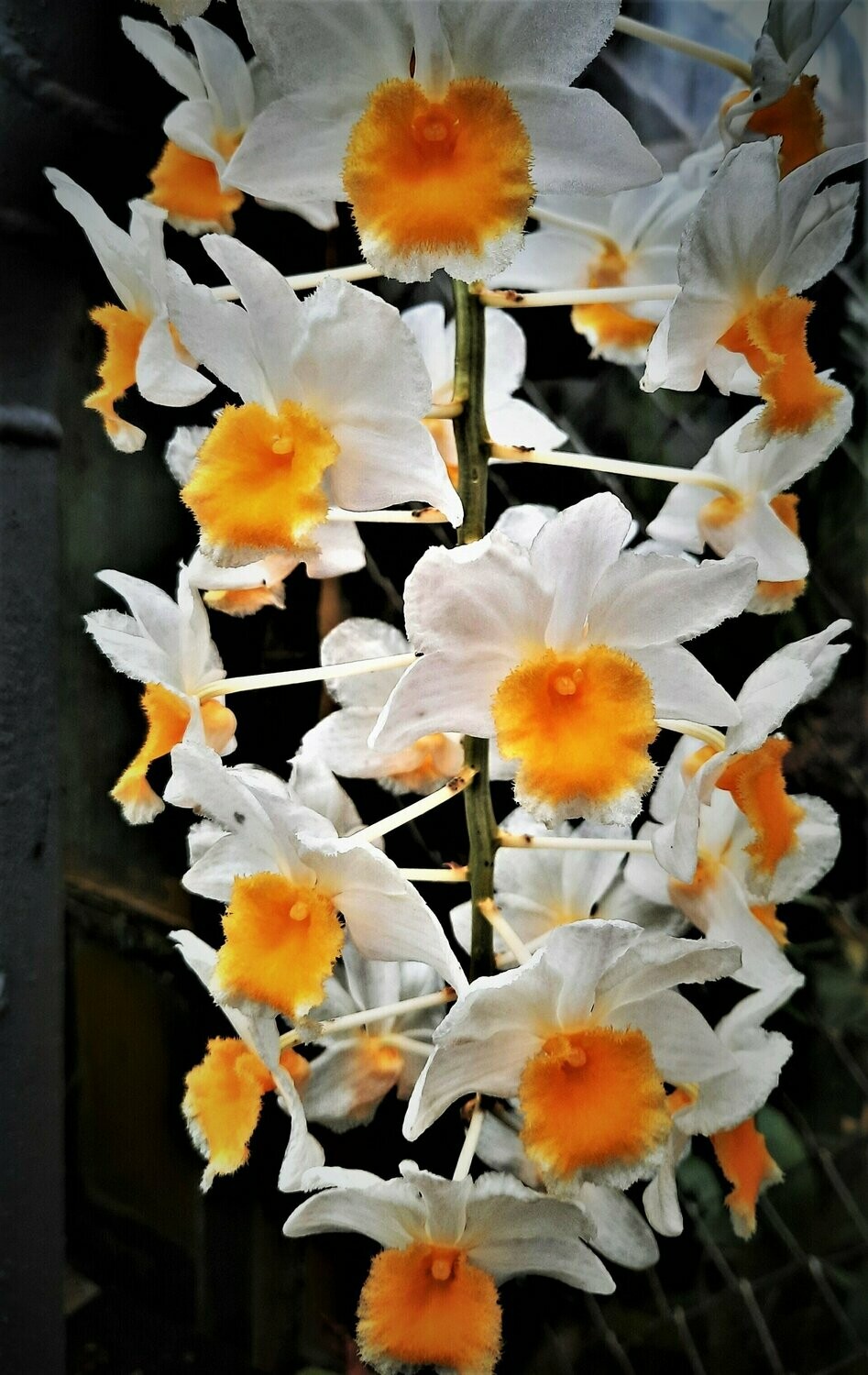 Dendrobium thyrsiflorum Dendrobium thyrsiflorum