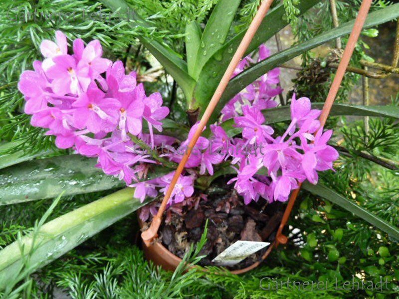 Ascocentrum ampullaceum Ascocentrum ampullaceum