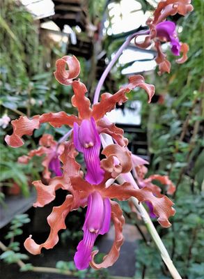 Schomburgkia splendida