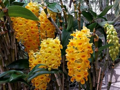 Dendrobium densiflorum (Schaupflanze)