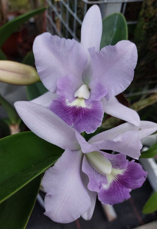 C) Cattleya Sea Breeze 'Blue Ribbon' C) Cattleya Sea Breeze 'Blue Ribbon'