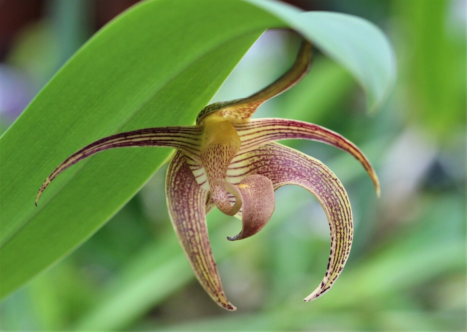 Bulbophyllum lobbi - Topf Ø 11/12cm Bulbophyllum lobbi - Topf Ø 11/12cm