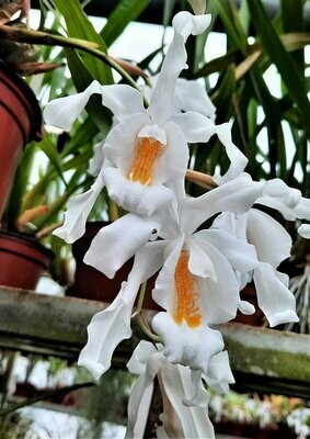 Coelogyne cristata - Topf Ø 10/11cm Coelogyne cristata - Topf Ø 10/11cm