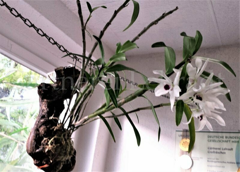 Dendrobium Cassiope Dendrobium Cassiope