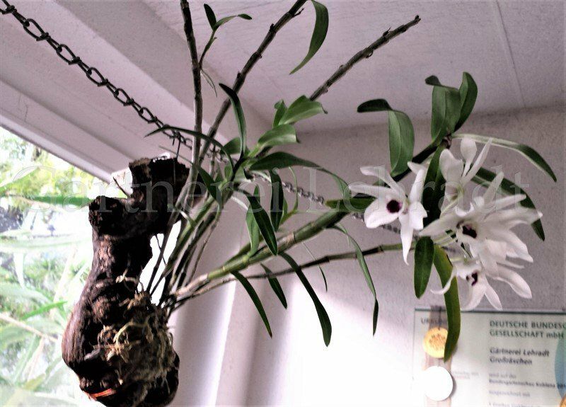 Dendrobium Cassiope Dendrobium Cassiope