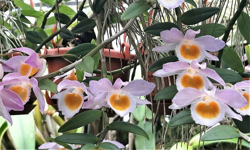 Dendrobium loddigesii Dendrobium loddigesii