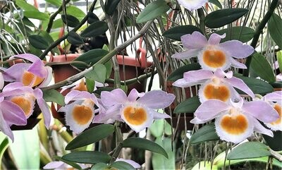 Dendrobium loddigesii Dendrobium loddigesii