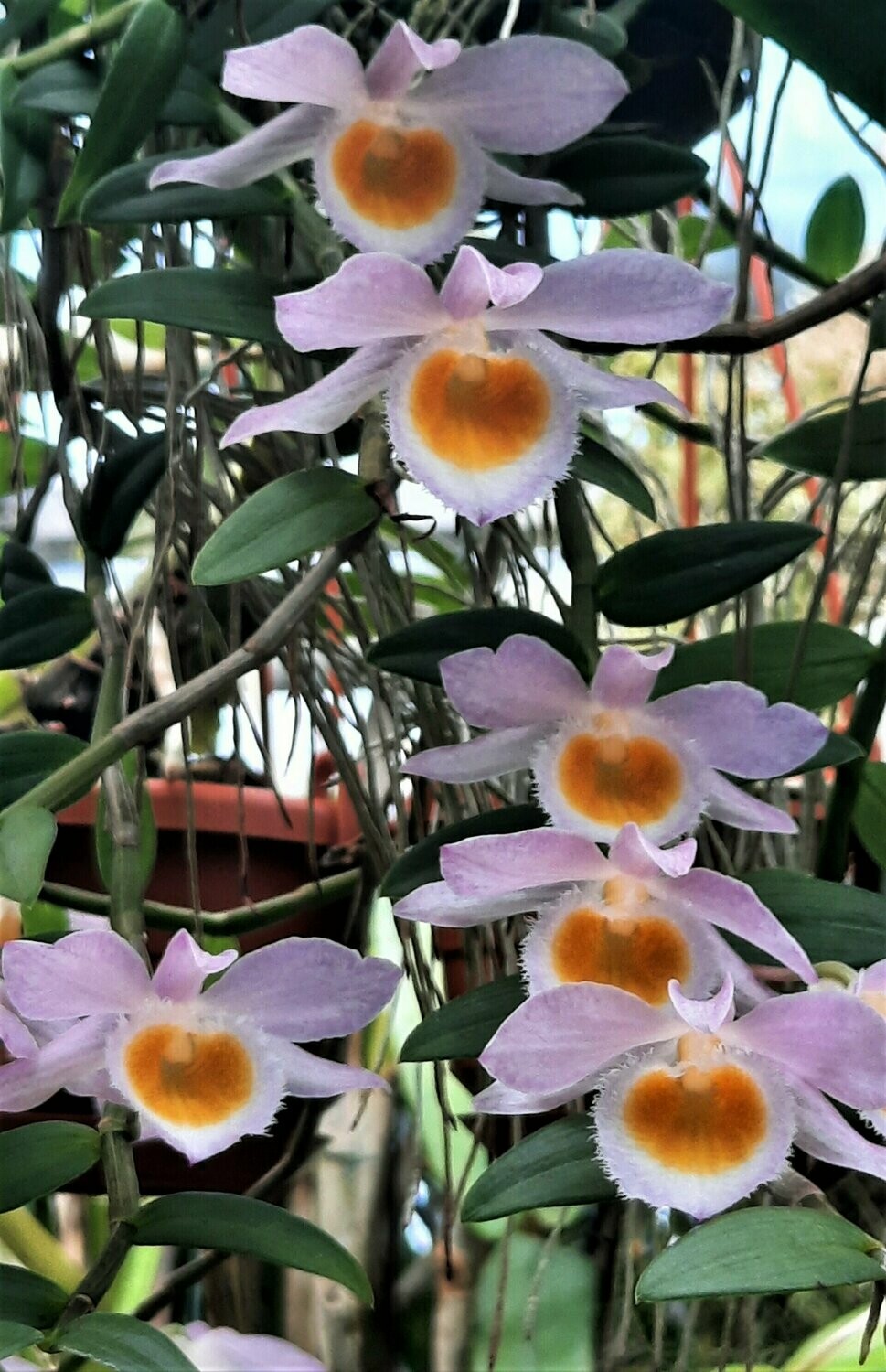 Dendrobium loddigesii Dendrobium loddigesii