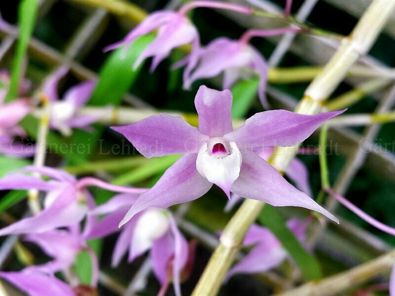 Dendrobium hercoglossum - (Schaupflanze)