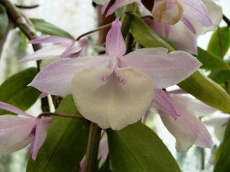Dendrobium piradii          (5 Triebe)