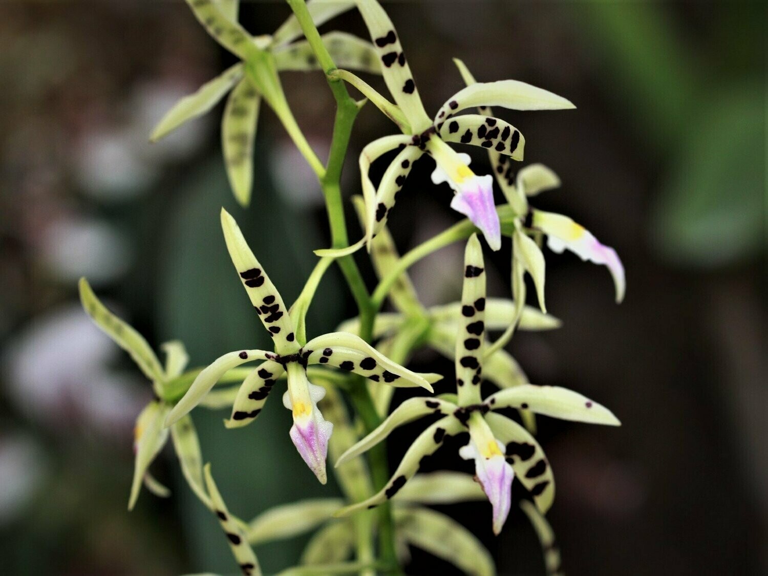 Epidendrum prismatocarpum Epidendrum prismatocarpum