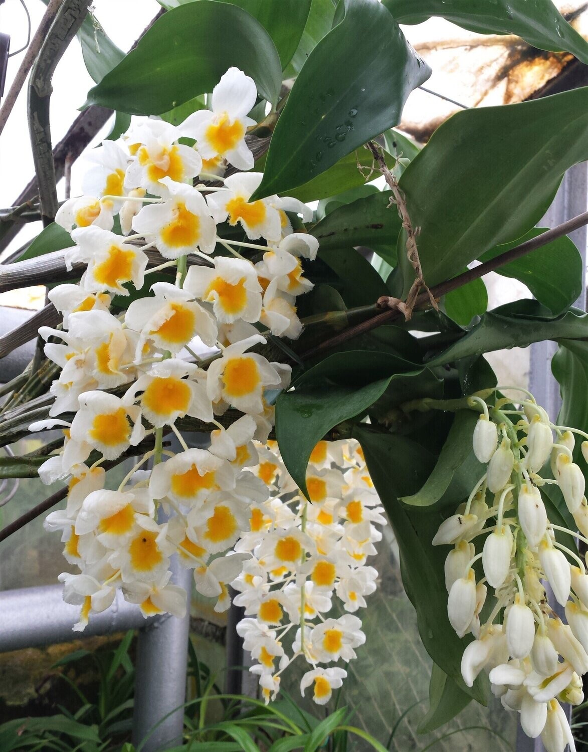 Dendrobium palpebrae
