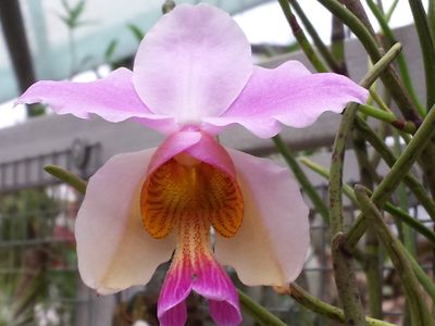 Papilionanthe teres Papilionanthe teres