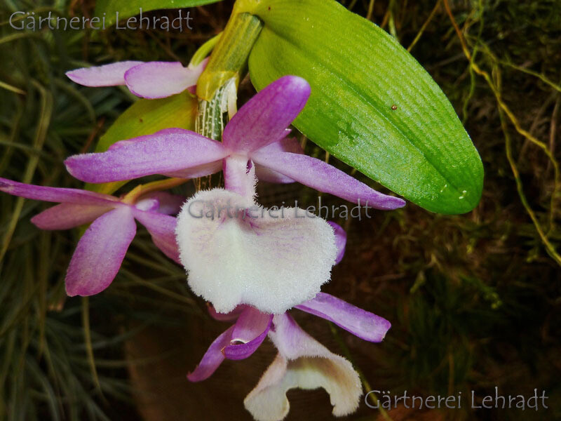Dendrobium primulinum Dendrobium primulinum