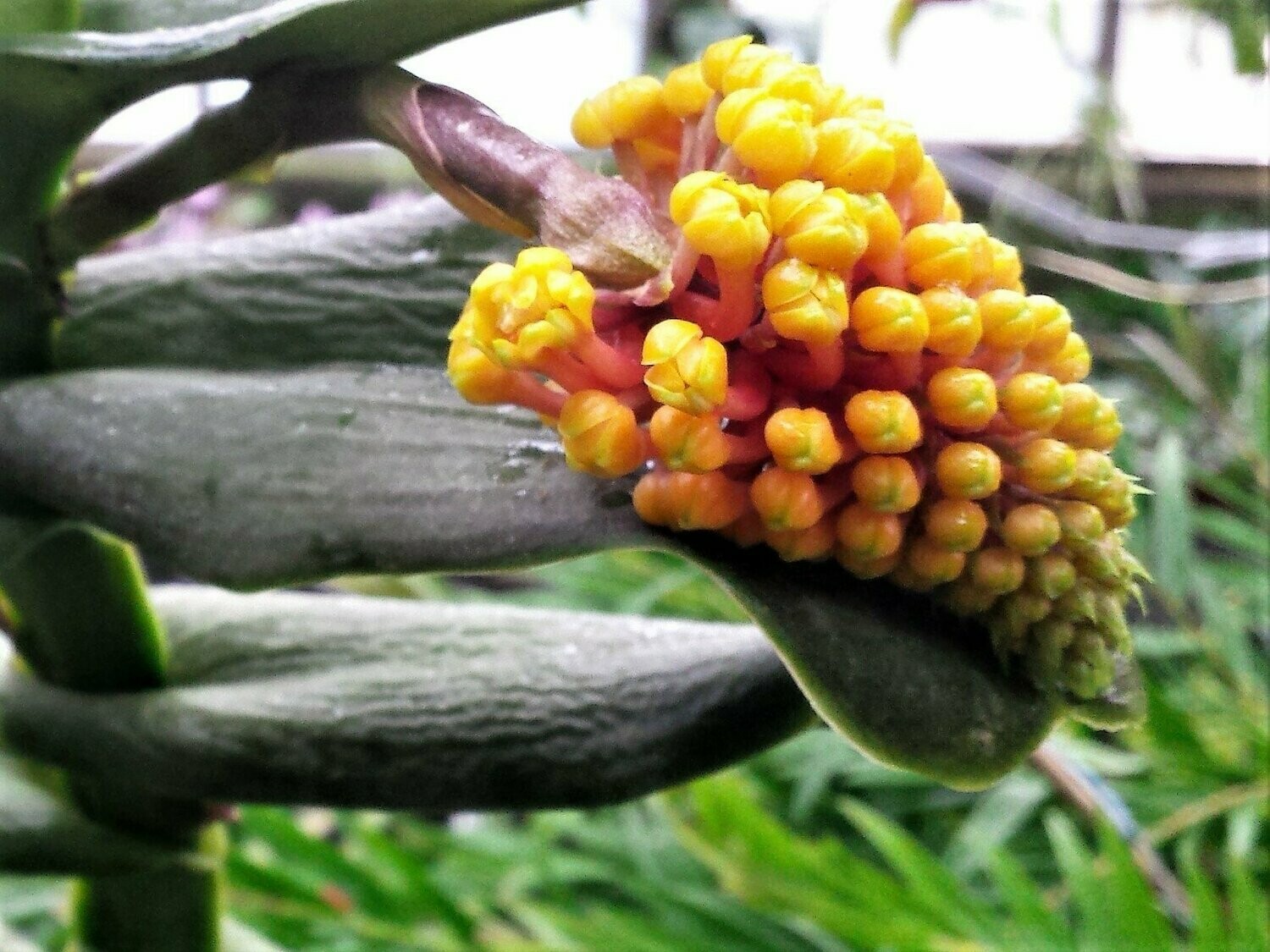 Robiquetia cerina 'yellow'