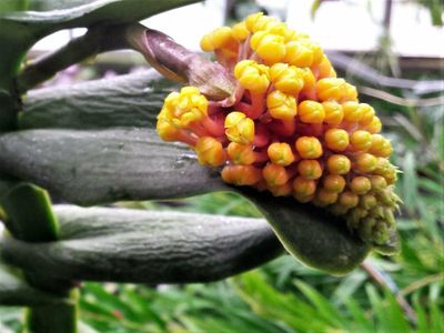 Robiquetia cerina 'yellow' Robiquetia cerina 'yellow'
