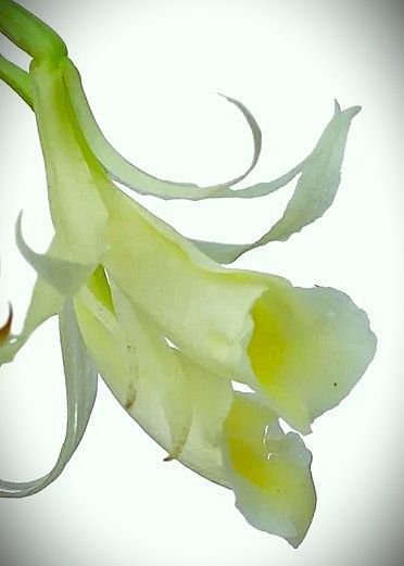 Trichopilia tourialbae Trichopilia tourialbae