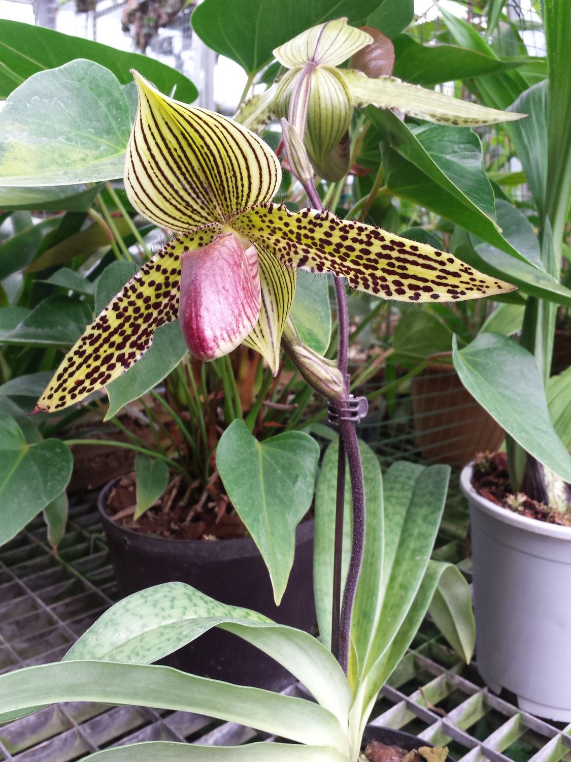 Paphiopedilum sukhakulii x Paphiopedilum rothschildianum Paphiopedilum sukhakulii x Paphiopedilum rothschildianum