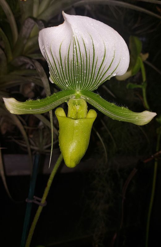 Paphiopedilum Maudiae