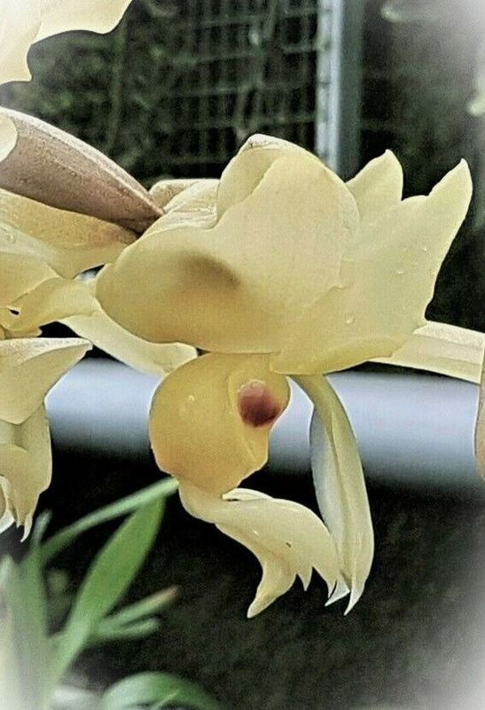 Stanhopea  warscewicziana