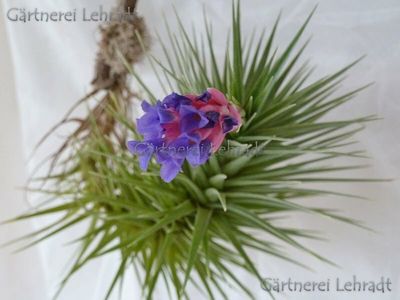 Tillandsia aeranthos  (L)