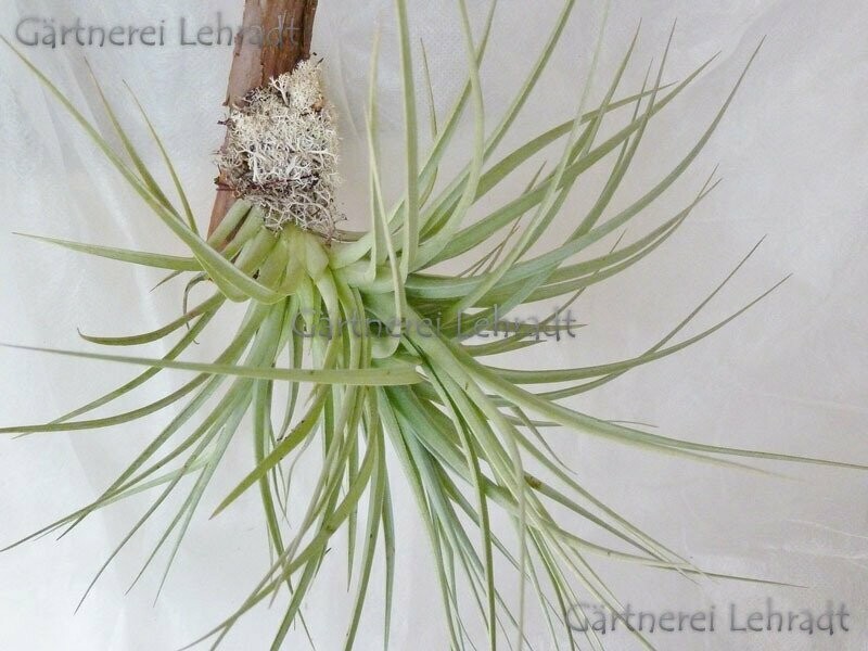 Tillandsia bergeri