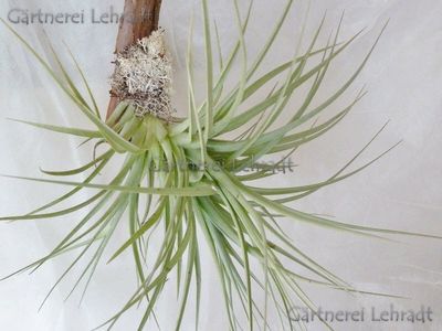 Tillandsia bergeri Tillandsia bergeri