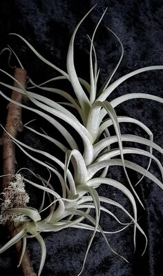 Tillandsia albida Tillandsia albida