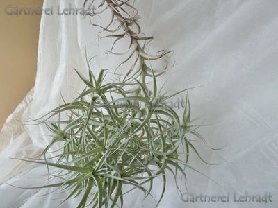 Tillandsia albida Tillandsia albida
