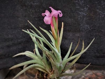 Tillandsia argentina - (L) Tillandsia argentina - (L)