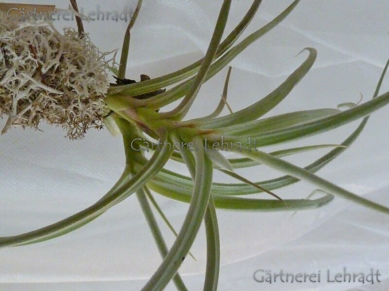 Tillandsia caliginosa (M)