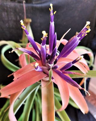 Tillandsia capitata (XL)