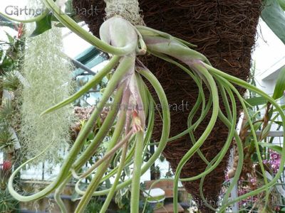 Tillandsia caput - medusae (L) Tillandsia caput - medusae (L)