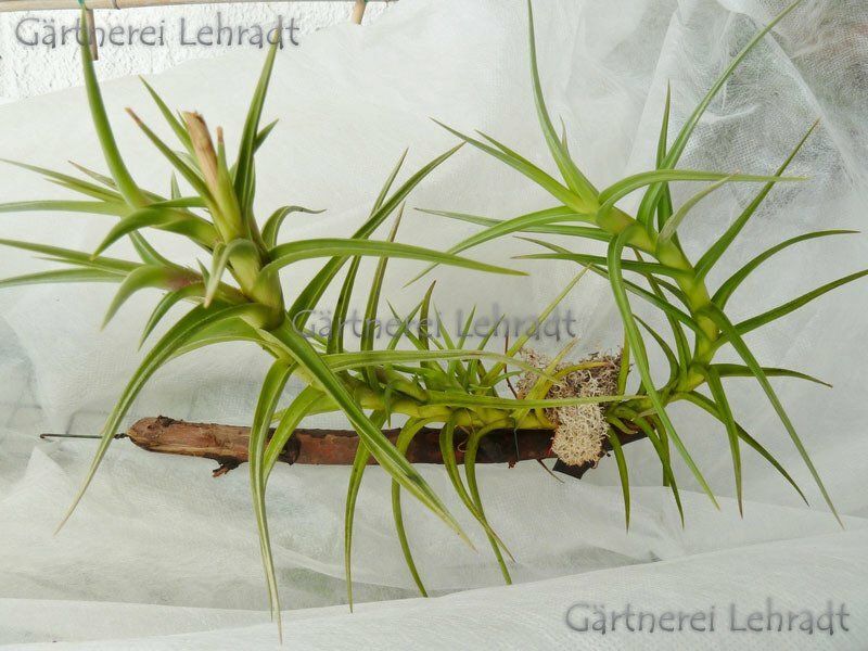 Tillandsia diaguitensis Tillandsia diaguitensis